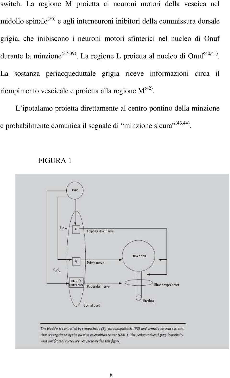 grigia, che inibiscono i neuroni motori sfinterici nel nucleo di Onuf durante la minzione (37-39).