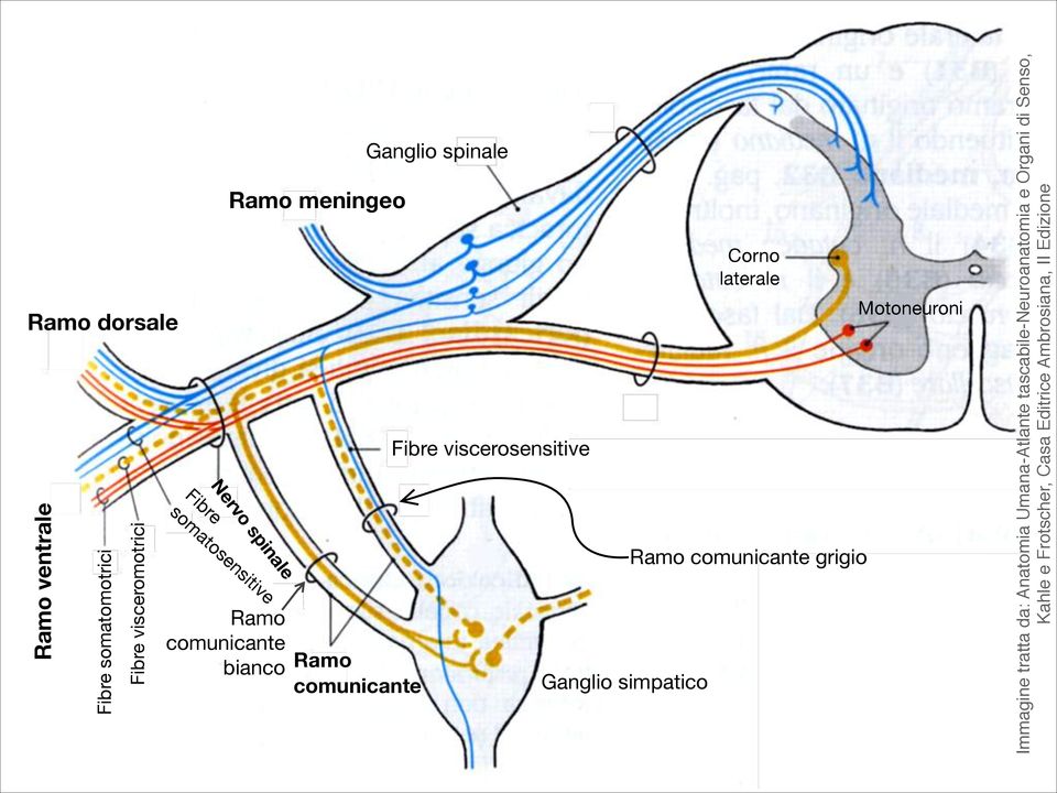 Ganglio simpatico Corno laterale Ramo comunicante grigio Motoneuroni Immagine tratta da: Anatomia