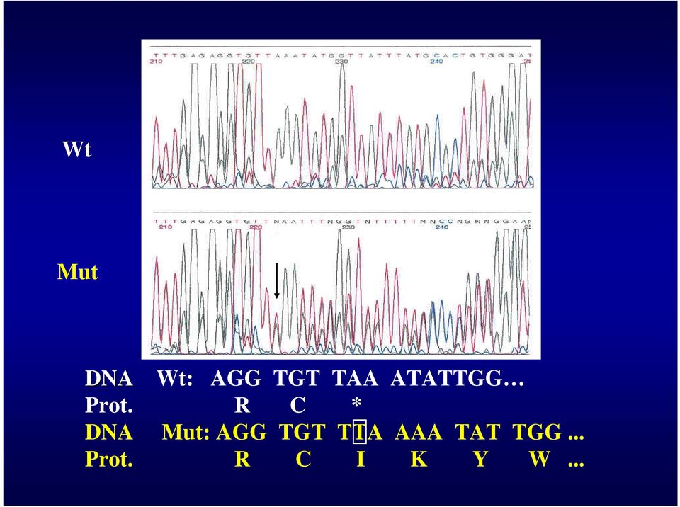 R C * DNA Mut: AGG TGT