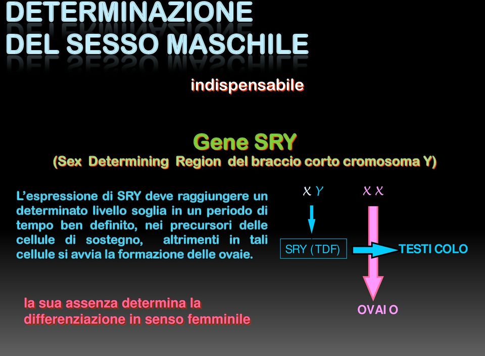 ben definito, nei precursori delle cellule di sostegno, altrimenti in tali cellule si avvia la