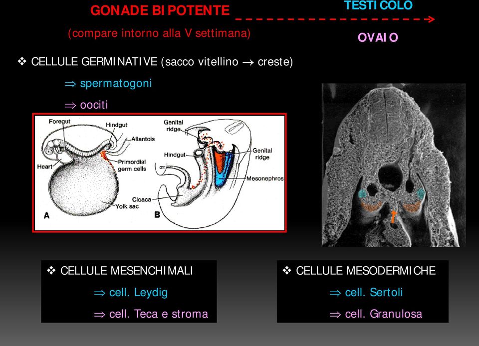 creste) spermatogoni oociti CELLULE MESENCHIMALI cell.