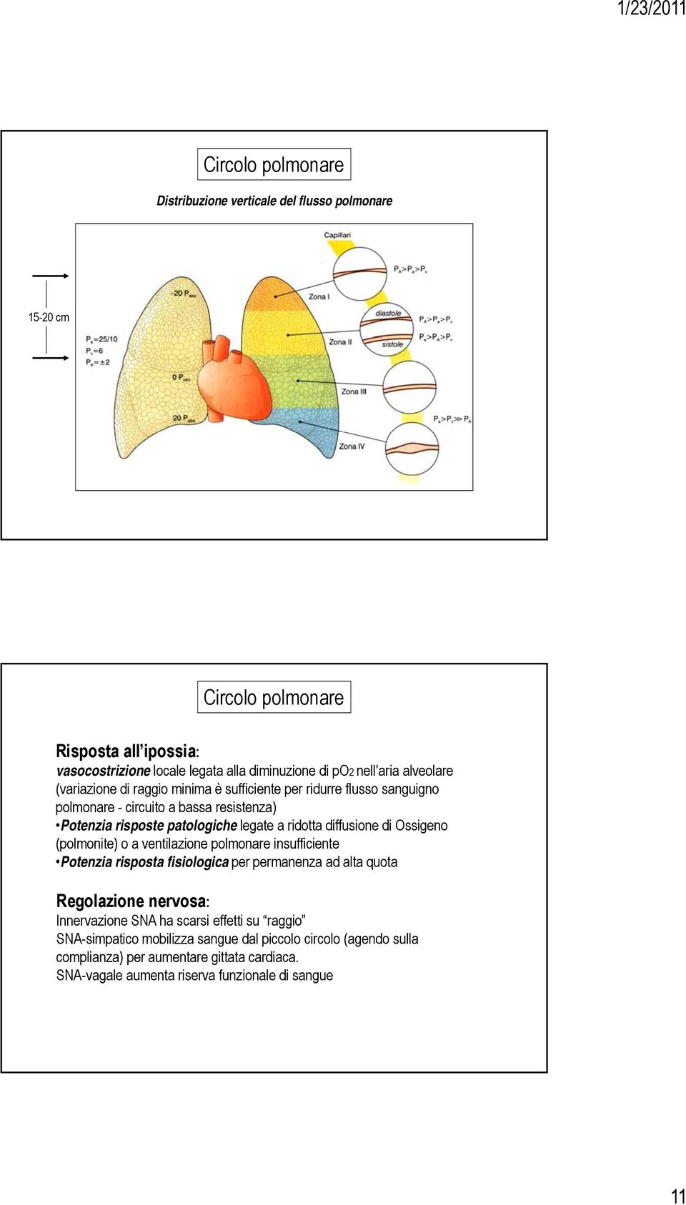 diffusione di Ossigeno (polmonite) o a ventilazione polmonare insufficiente Potenzia risposta fisiologica per permanenza ad alta quota Regolazione nervosa: Innervazione SNA ha