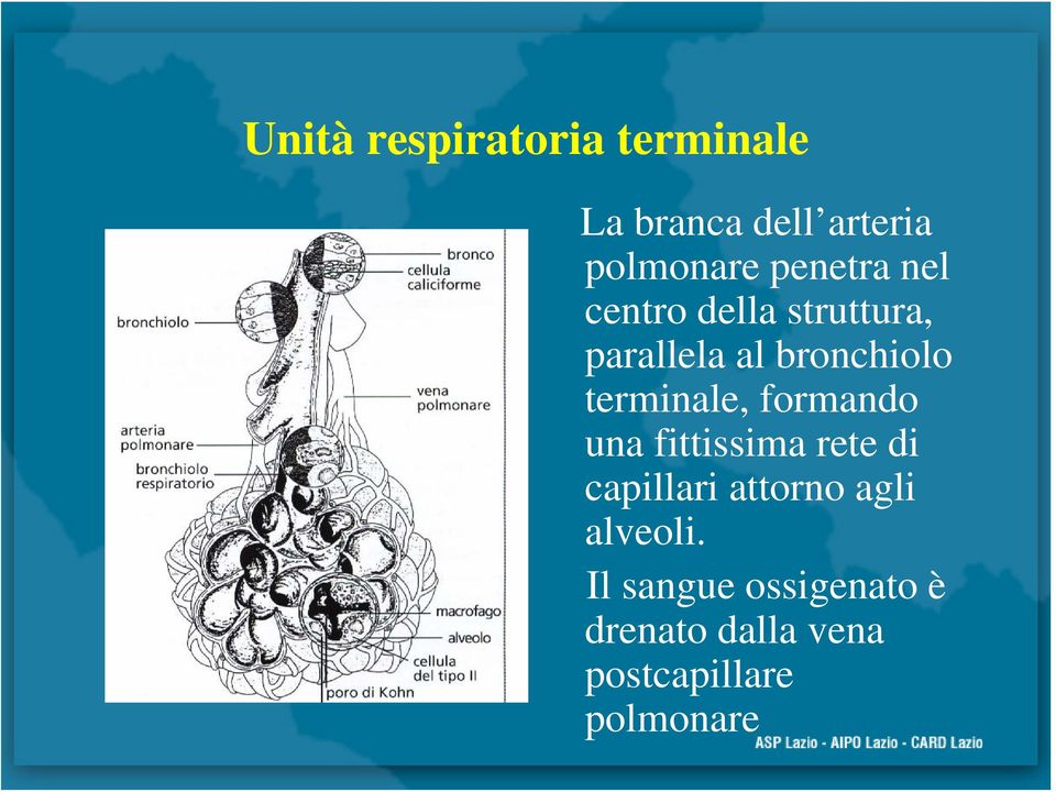 terminale, formando una fittissima rete di capillari attorno agli