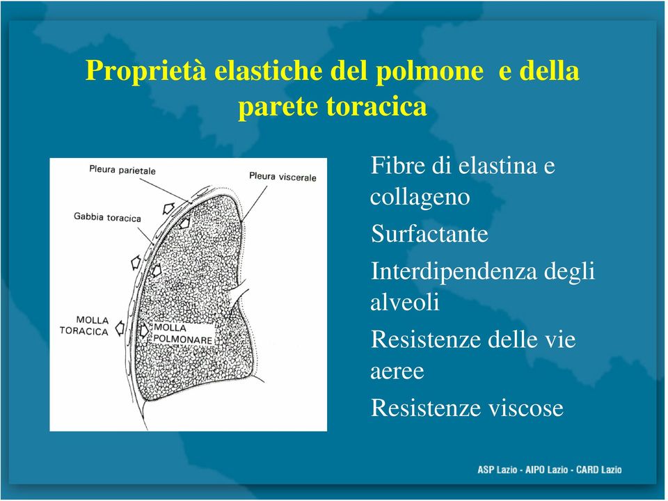 collageno Surfactante Interdipendenza degli