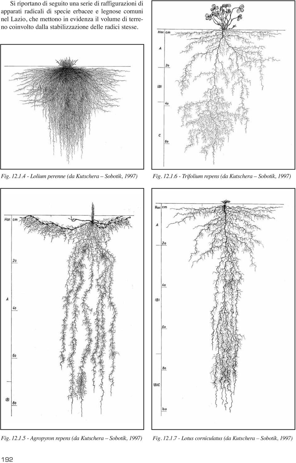 .1.4 - Lolium perenne (da Kutschera Sobotik, 1997) Fig. 12.1.6 - Trifolium repens (da Kutschera Sobotik, 1997) Fig.