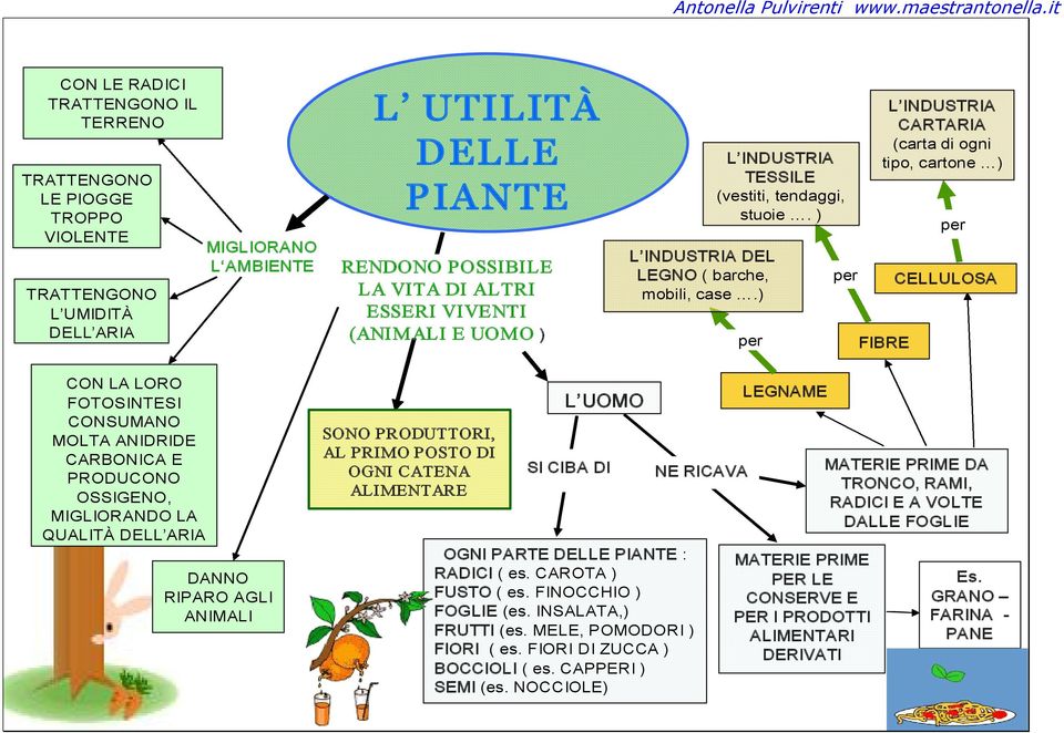 ) per per L INDUSTRIA CARTARIA (carta di ogni tipo, cartone ) FIBRE per CELLULOSA CON LA LORO FOTOSINTESI CONSUMANO MOLTA ANIDRIDE CARBONICA E PRODUCONO OSSIGENO, MIGLIORANDO LA QUALITÀ DELL ARIA