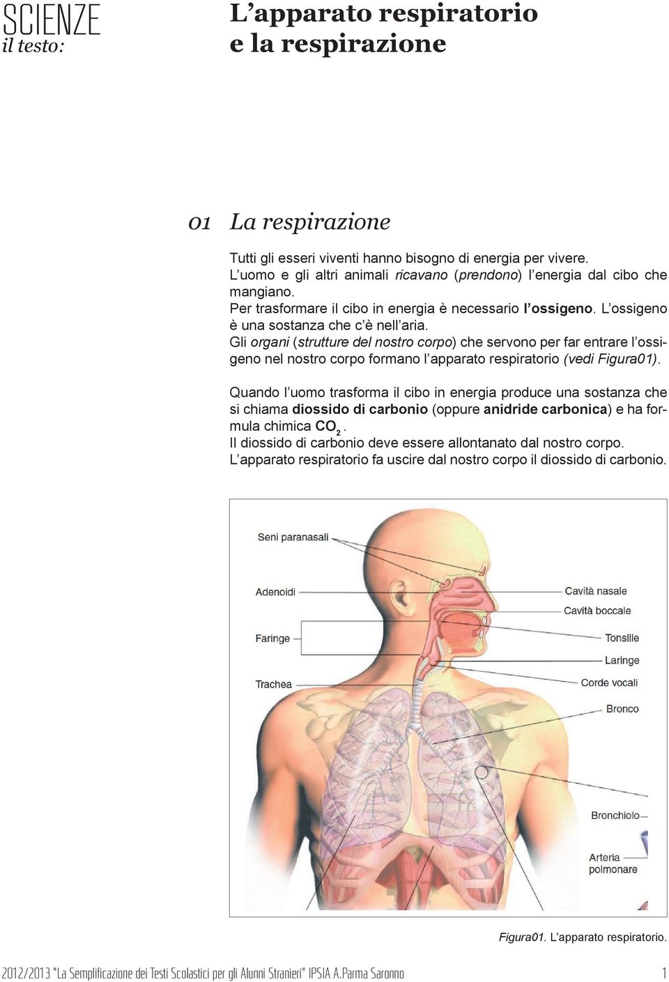 Gli organi (strutture del nostro corpo) che servono per far entrare l ossigeno nel nostro corpo formano l apparato (vedi igura01).