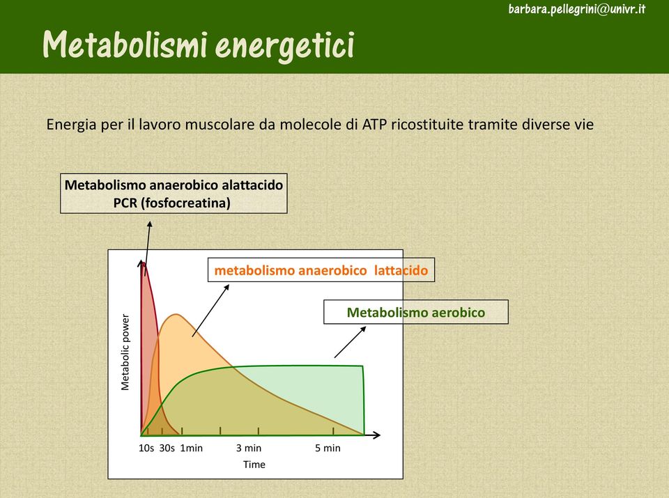 anaerobico alattacido PCR (fosfocreatina) metabolismo anaerobico