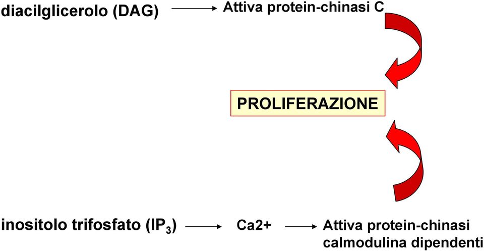 inositolo trifosfato (IP 3 ) Ca2+