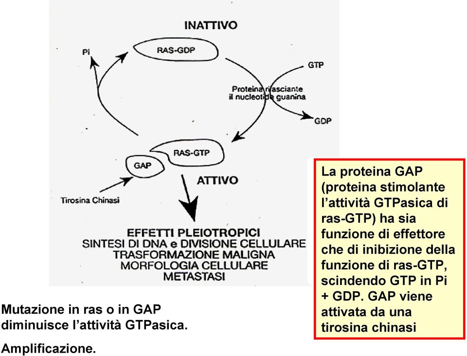 La proteina GAP (proteina stimolante l attività GTPasica di ras-gtp) ha