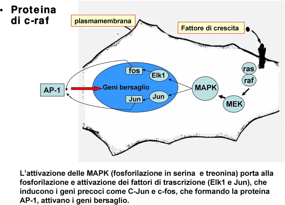 alla fosforilazione e attivazione dei fattori di trascrizione (Elk1 e Jun), che inducono