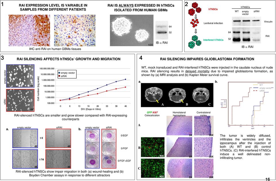 vector sirai a. RAI-silenced htnscs are smaller and grow slower compared with RAI-expressing counterparts empty vector 4X 4X Cell number (log scale) 100.000.000.000 10.000.000.000 1.000.000.000 100.