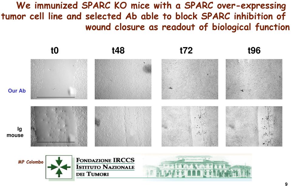 to block SPARC inhibition of wound closure as readout