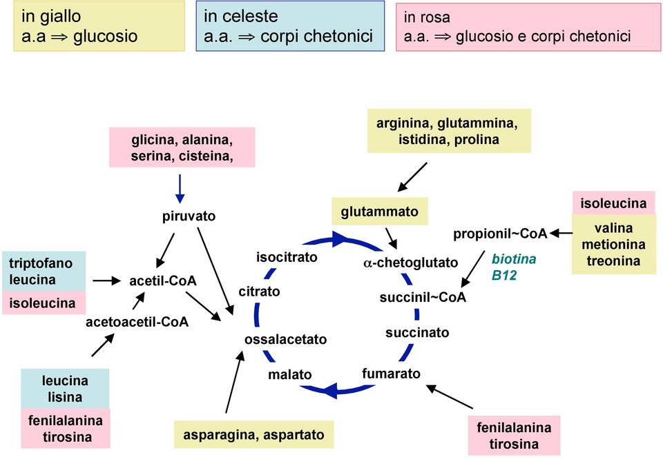 cisteina, arginina, glutammina, istidina, prolina triptofano leucina isoleucina piruvato acetil-coa acetoacetil-coa