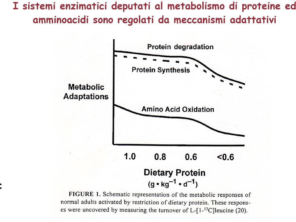 proteine ed amminoacidi