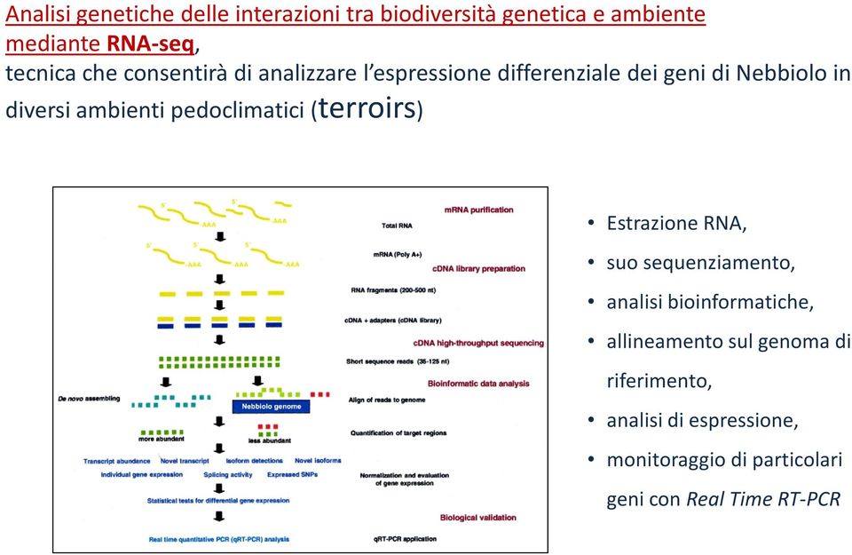 pedoclimatici (terroirs) Estrazione RNA, suo sequenziamento, analisi bioinformatiche, allineamento