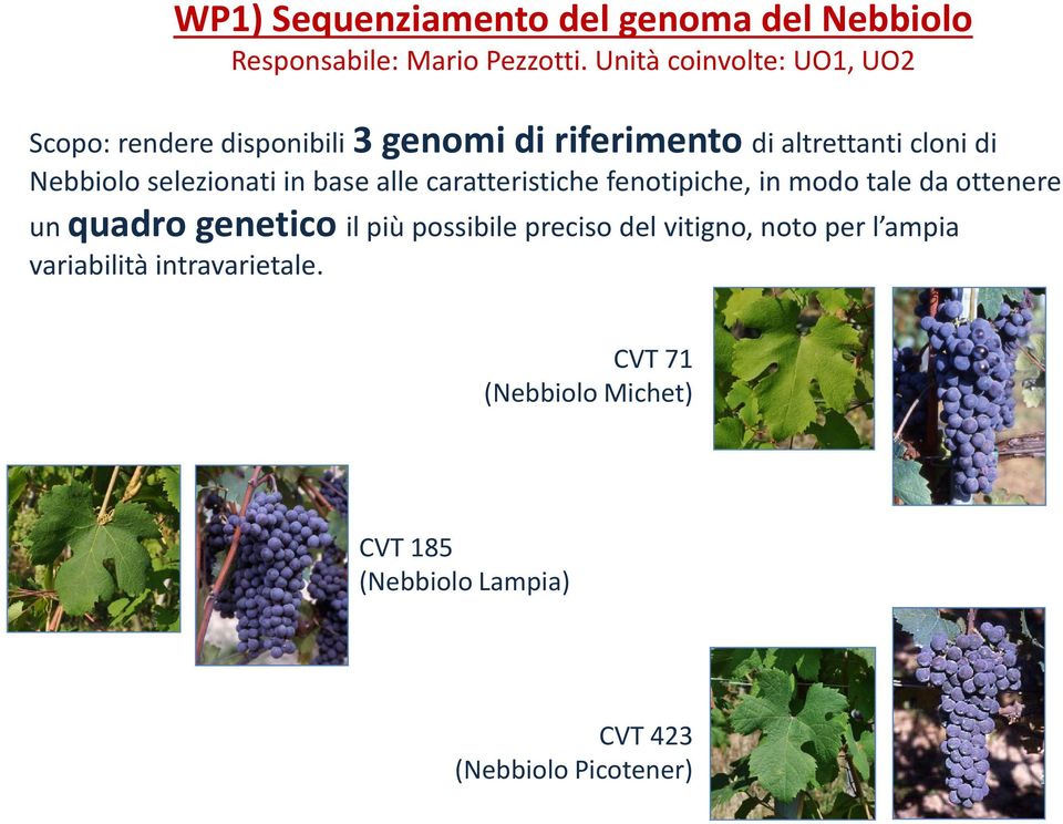 selezionati in base alle caratteristiche fenotipiche, in modo tale da ottenere un quadro genetico il più