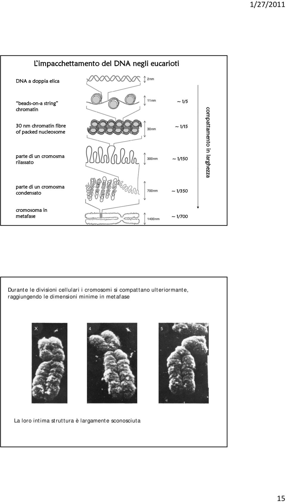 un cromosma condensato ~ 1/350 cromosoma in metafase ~ 1/700 Durante le divisioni cellulari i cromosomi si