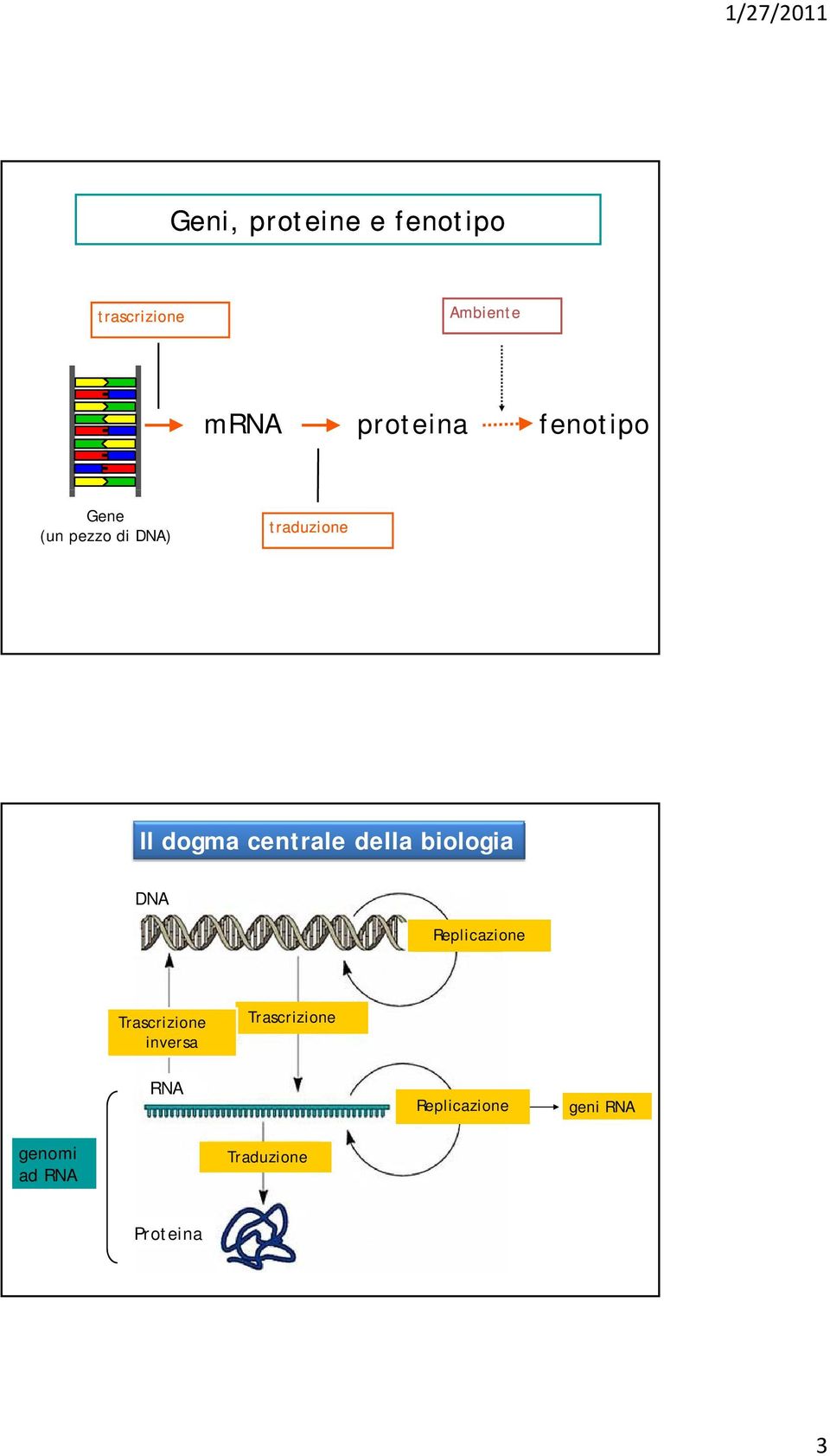 della biologia DNA Replicazione Trascrizione inversa