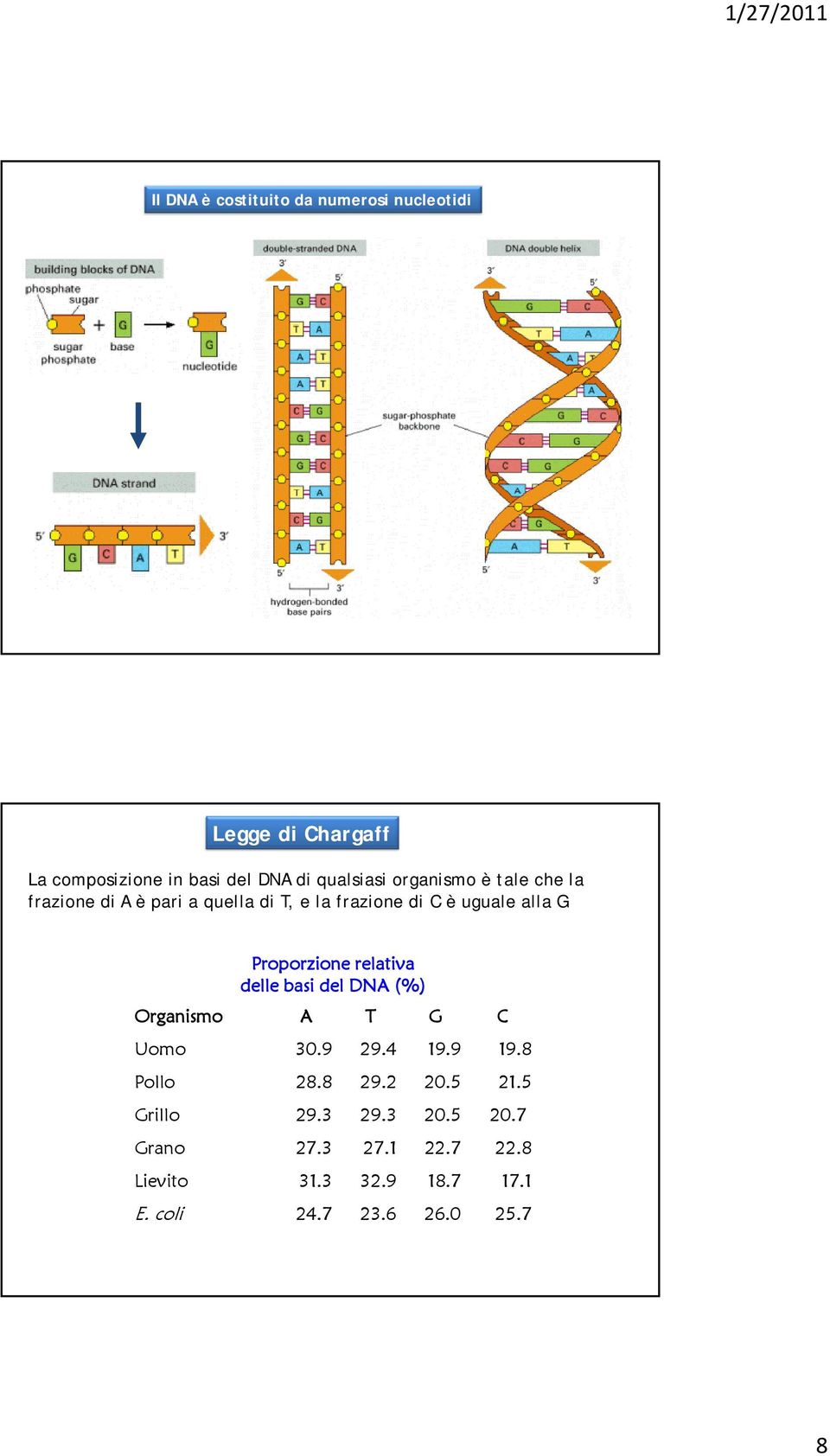 Proporzione relativa delle basi del DNA (%) Organismo A T G C Uomo 30.9 29.4 19.9 19.8 Pollo 28.8 29.2 20.