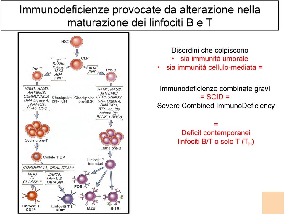 immunità cellulo-mediata = immunodeficienze combinate gravi = SCID =