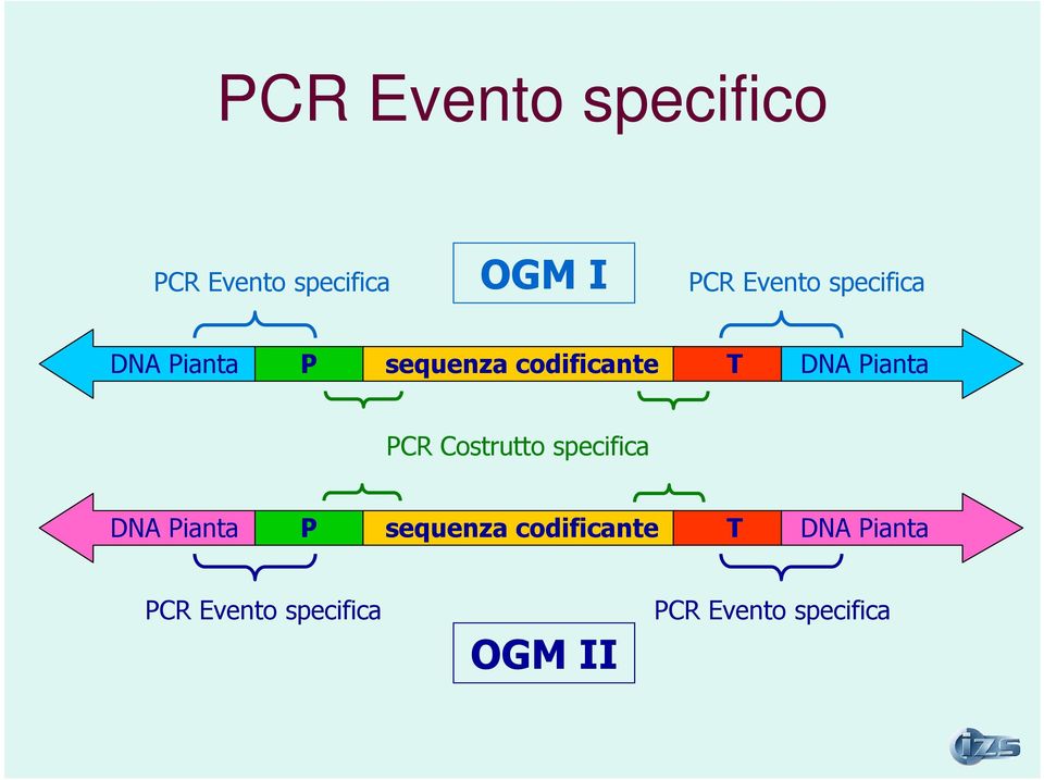 PCR Costrutto  PCR Evento specifica OGM II PCR Evento