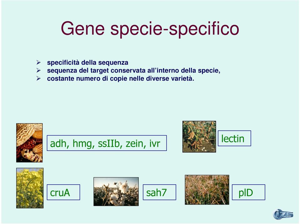 specie, costante numero di copie nelle diverse