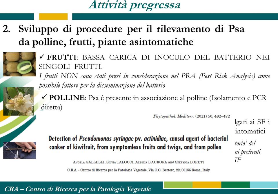 (Isolamento e PCR diretta) PIANTE ASINTOMATICHE: sono stati sviluppati e divulgati ai SF i protocolli diagnostici per il rilevamento di Psa a partire da rami asintomatici CRA-PAV coinvolto