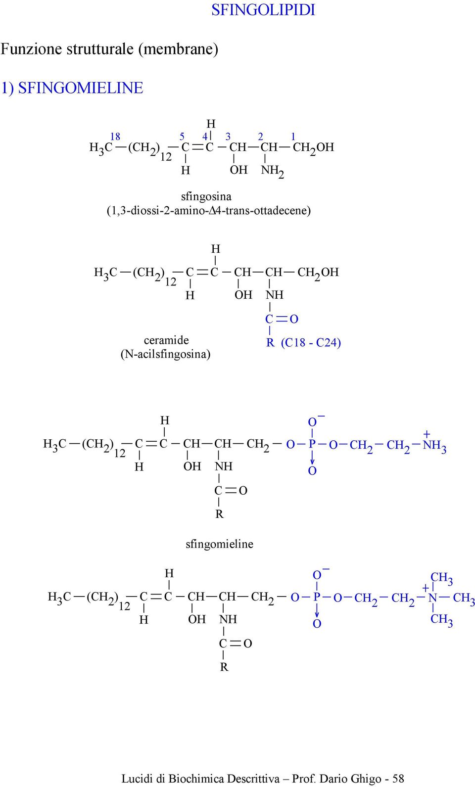ceramide (N-acilsfingosina) R (18-4) ( ) 1 N P N R sfingomieline (