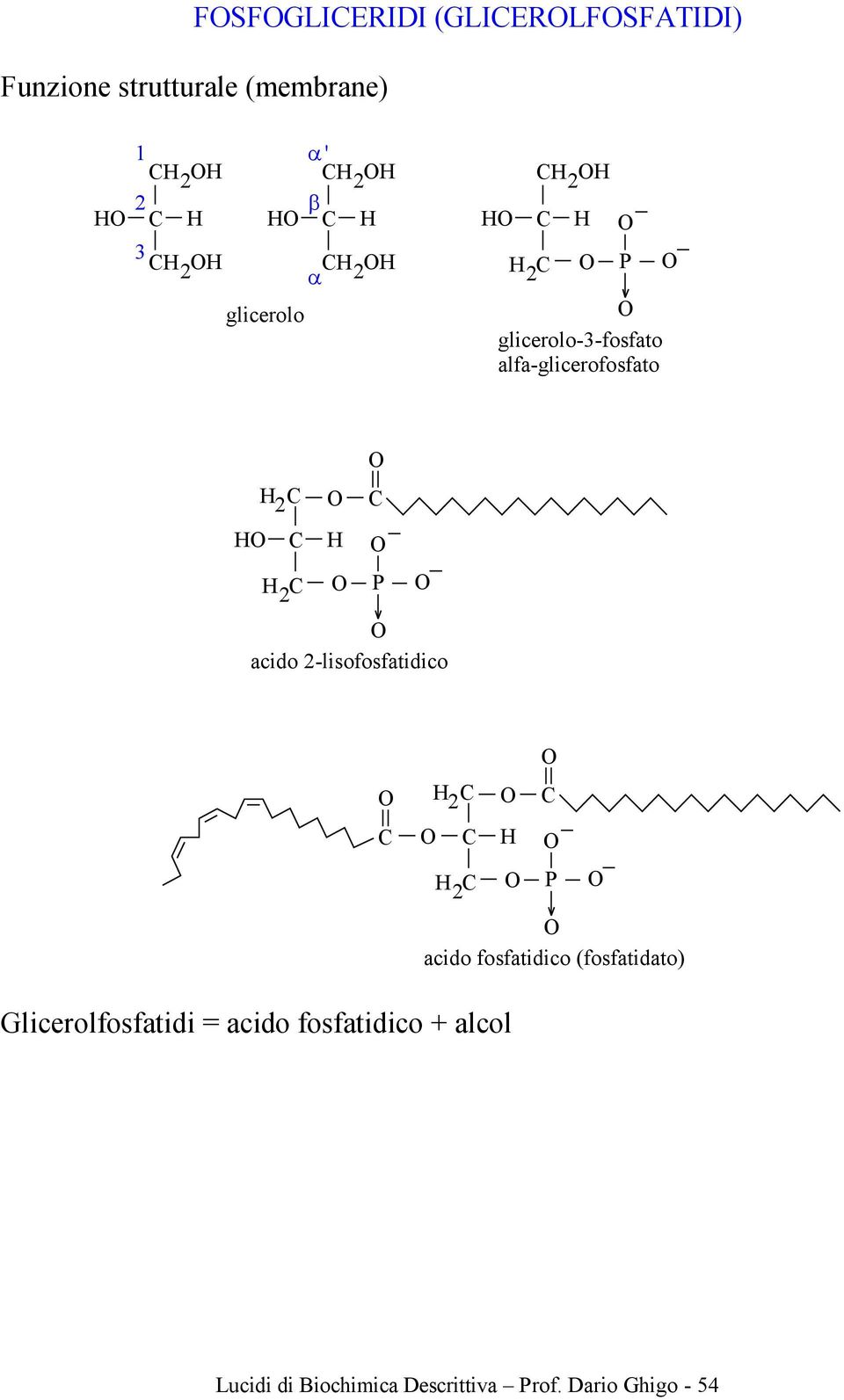 -lisofosfatidico P acido fosfatidico (fosfatidato) Glicerolfosfatidi =