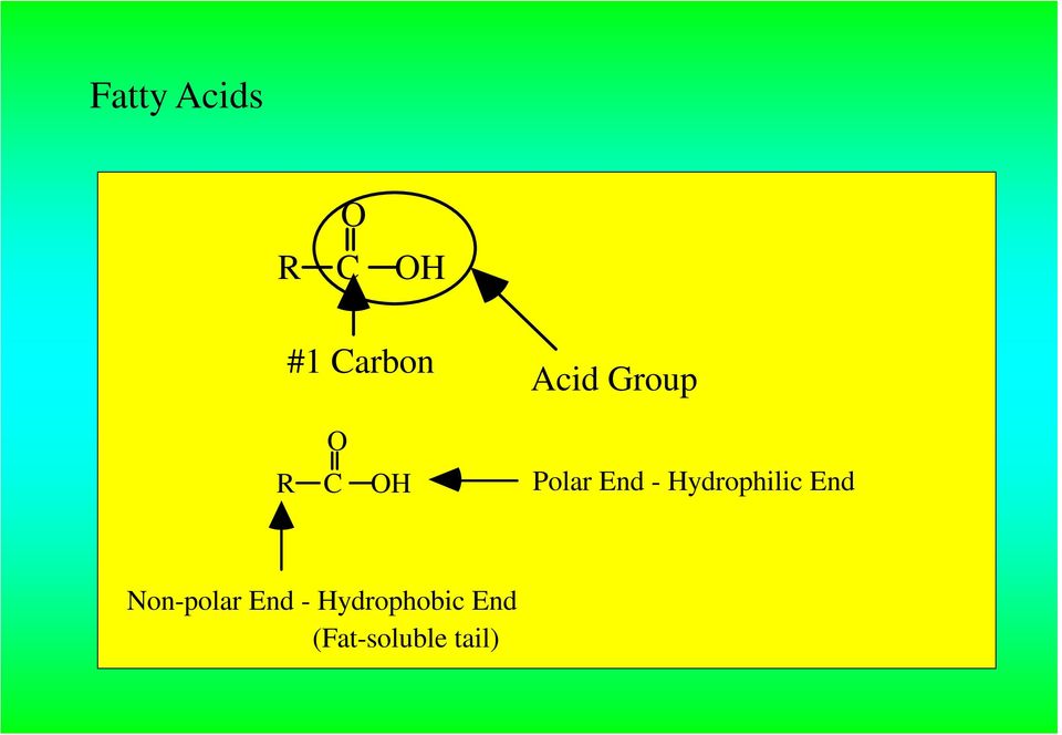Hydrophilic End Non-polar End -