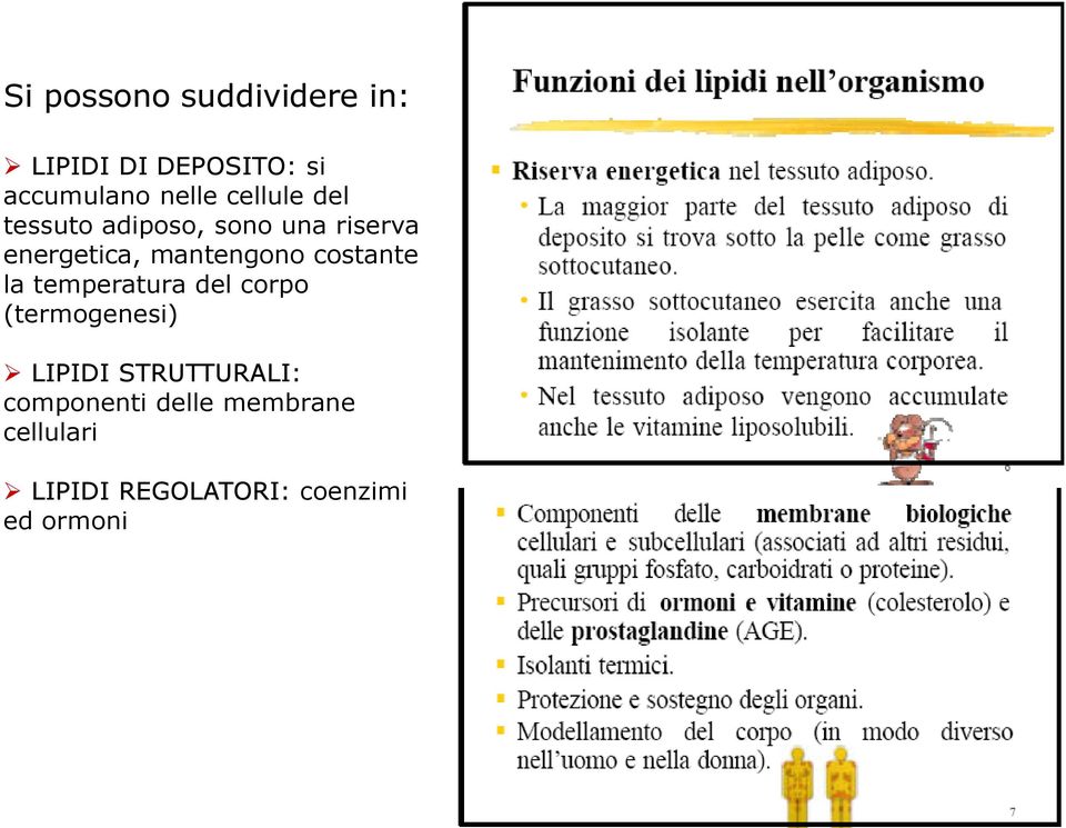 costante la temperatura del corpo (termogenesi) LIPIDI STRUTTURALI: