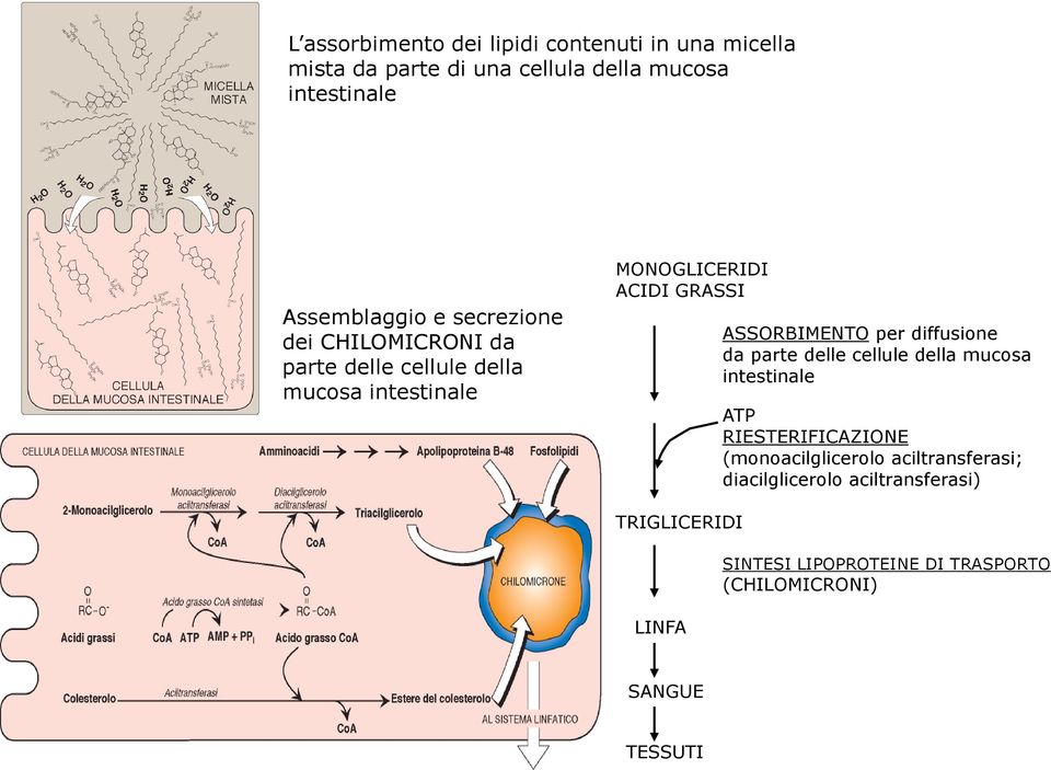 per diffusione da parte delle cellule della mucosa intestinale ATP RIESTERIFICAZIONE (monoacilglicerolo