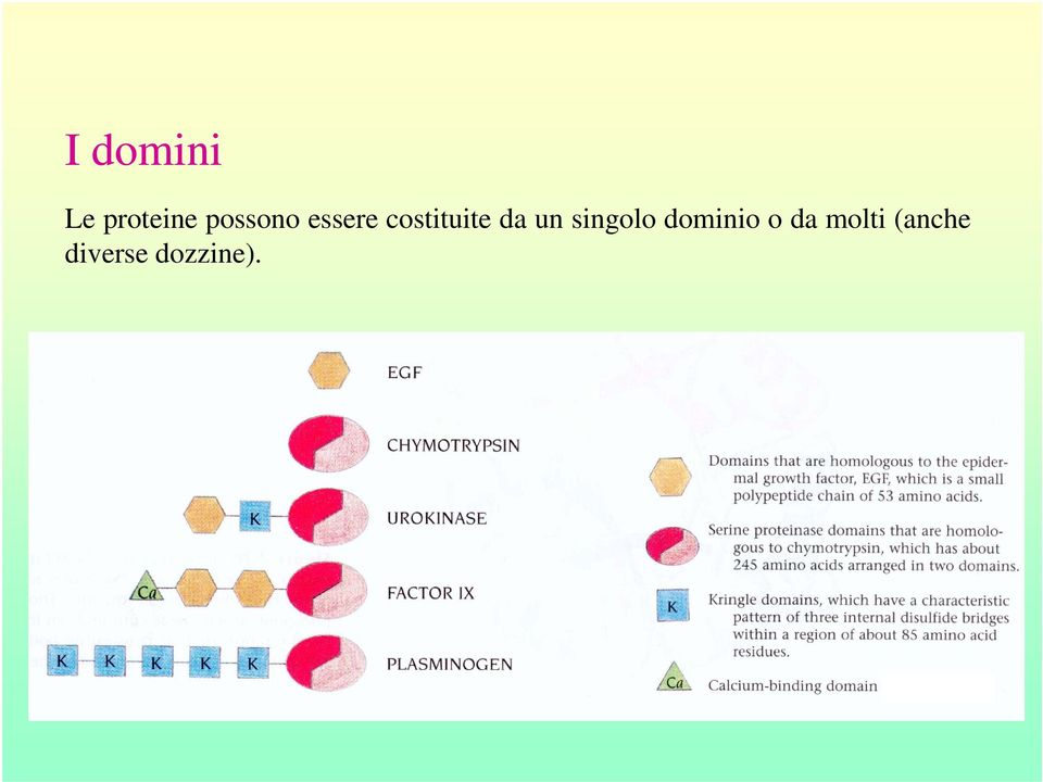 (anche Le proteine possono essere  (anche