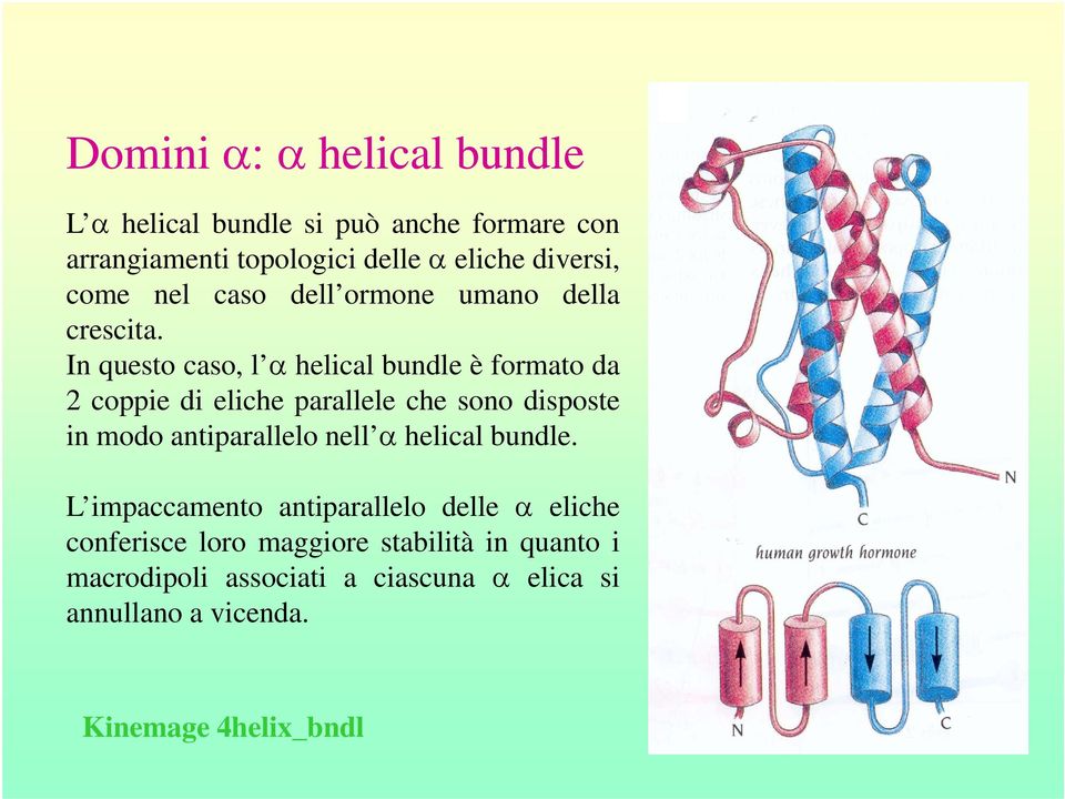 In questo caso, l α helical bundle è formato da 2 coppie di eliche parallele che sono disposte in modo antiparallelo nell