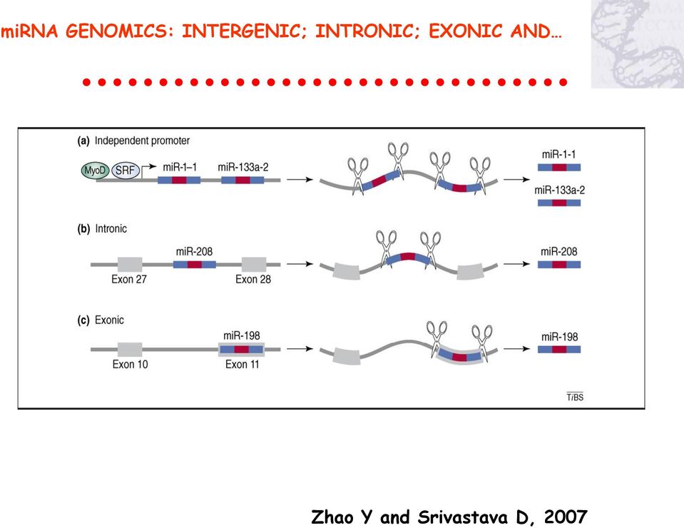 INTRONIC; EXONIC