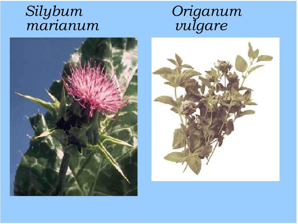 Origanum