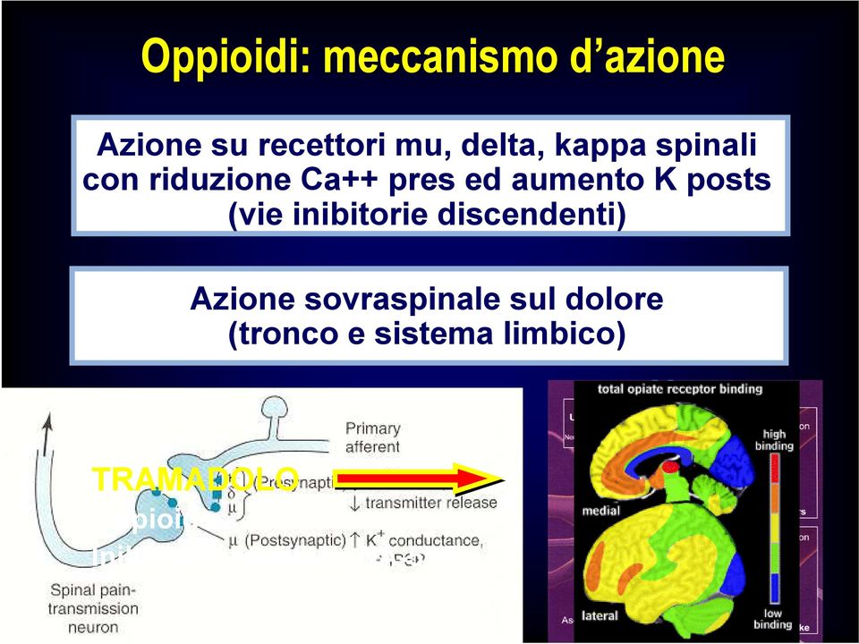 inibitorie discendenti) Azione sovraspinale sul dolore (tronco