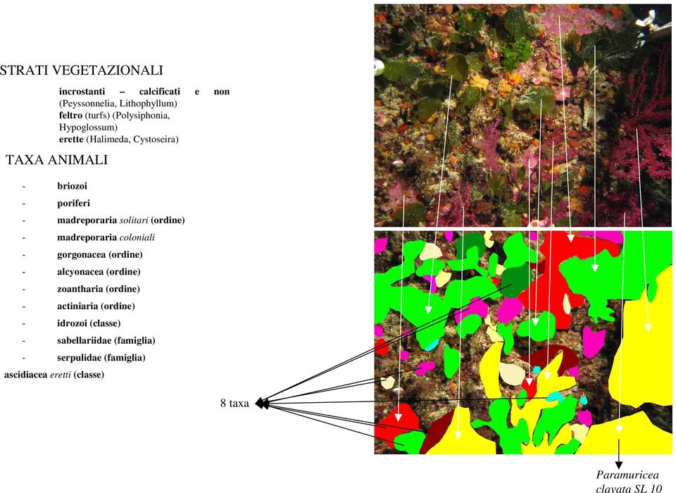 madreporaria coloniali - gorgonacea (ordine) - alcyonacea (ordine) - zoantharia (ordine) - actiniaria (ordine) -