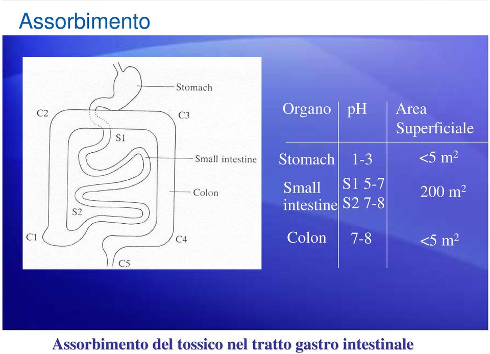 <5 m 2 Assorbimento Shapes: del Introductory tossico