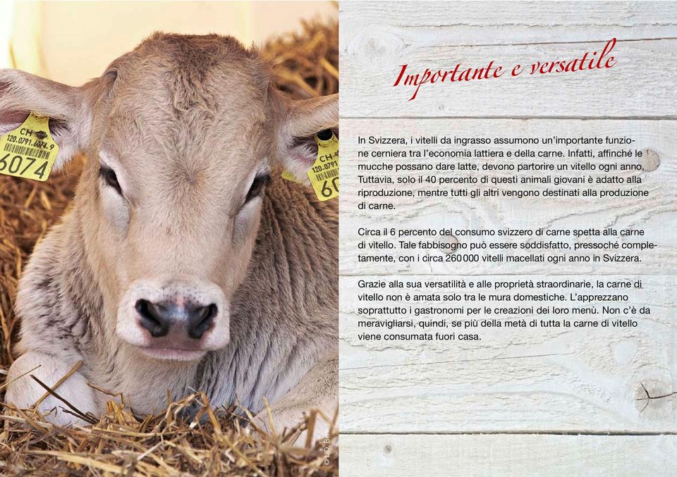 Tuttavia, solo il 40 percento di questi animali giovani è adatto alla riproduzione, mentre tutti gli altri vengono destinati alla produzione di carne.