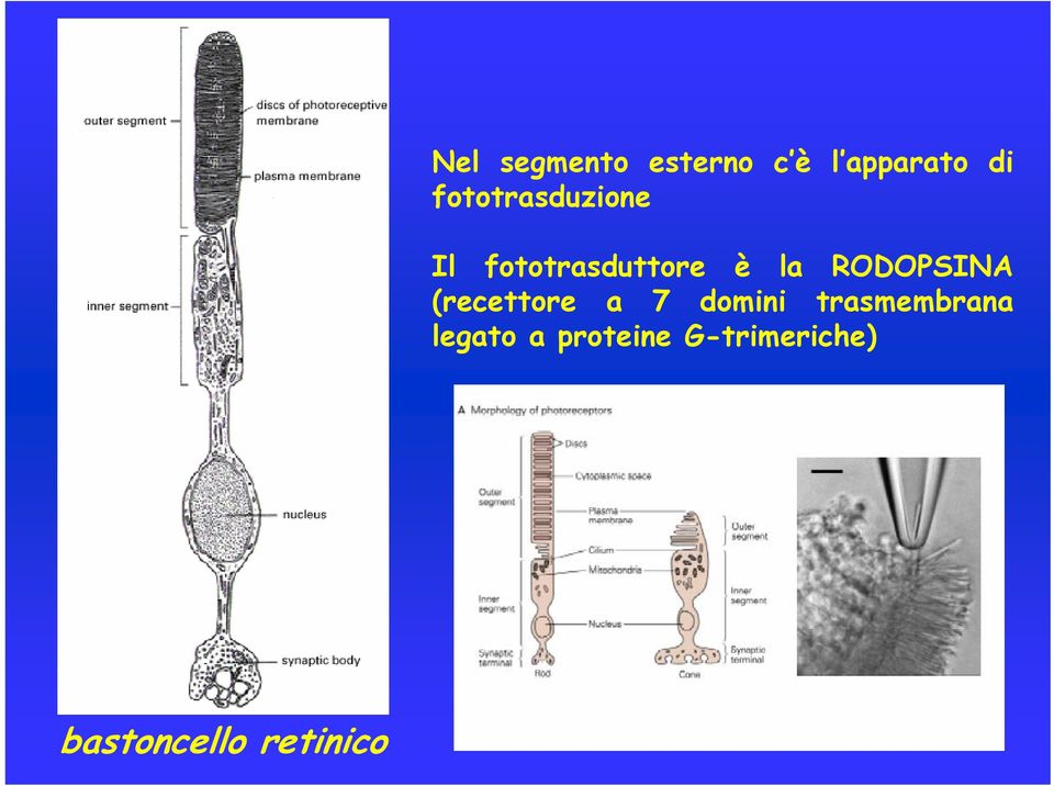 RODOPSINA (recettore a 7 domini