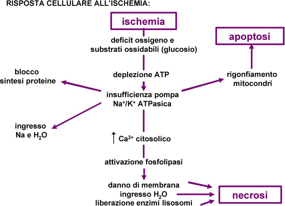 /K + ATPasica rigonfiamento mitocondri ingresso Na e H 2 O Ca 2+ citosolico