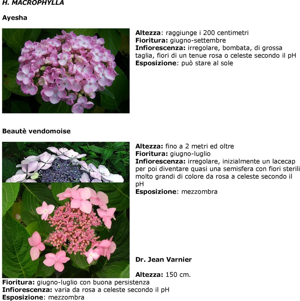 Infiorescenza: irregolare, inizialmente un lacecap per poi diventare quasi una semisfera con fiori sterili molto grandi di colore da rosa a celeste