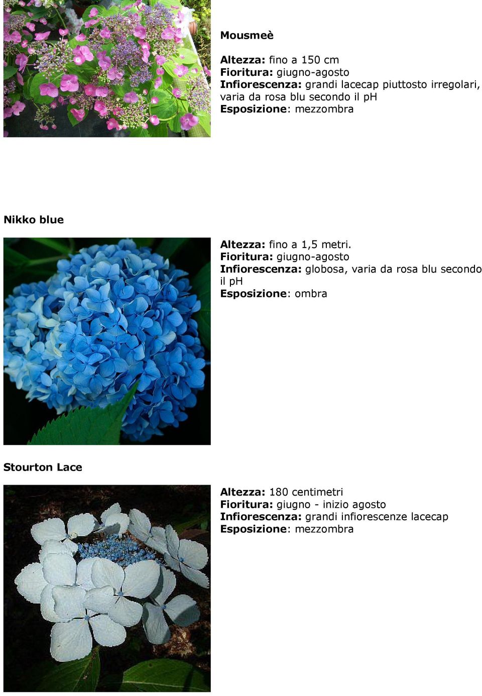 Fioritura: giugno-agosto Infiorescenza: globosa, varia da rosa blu secondo il ph Esposizione: