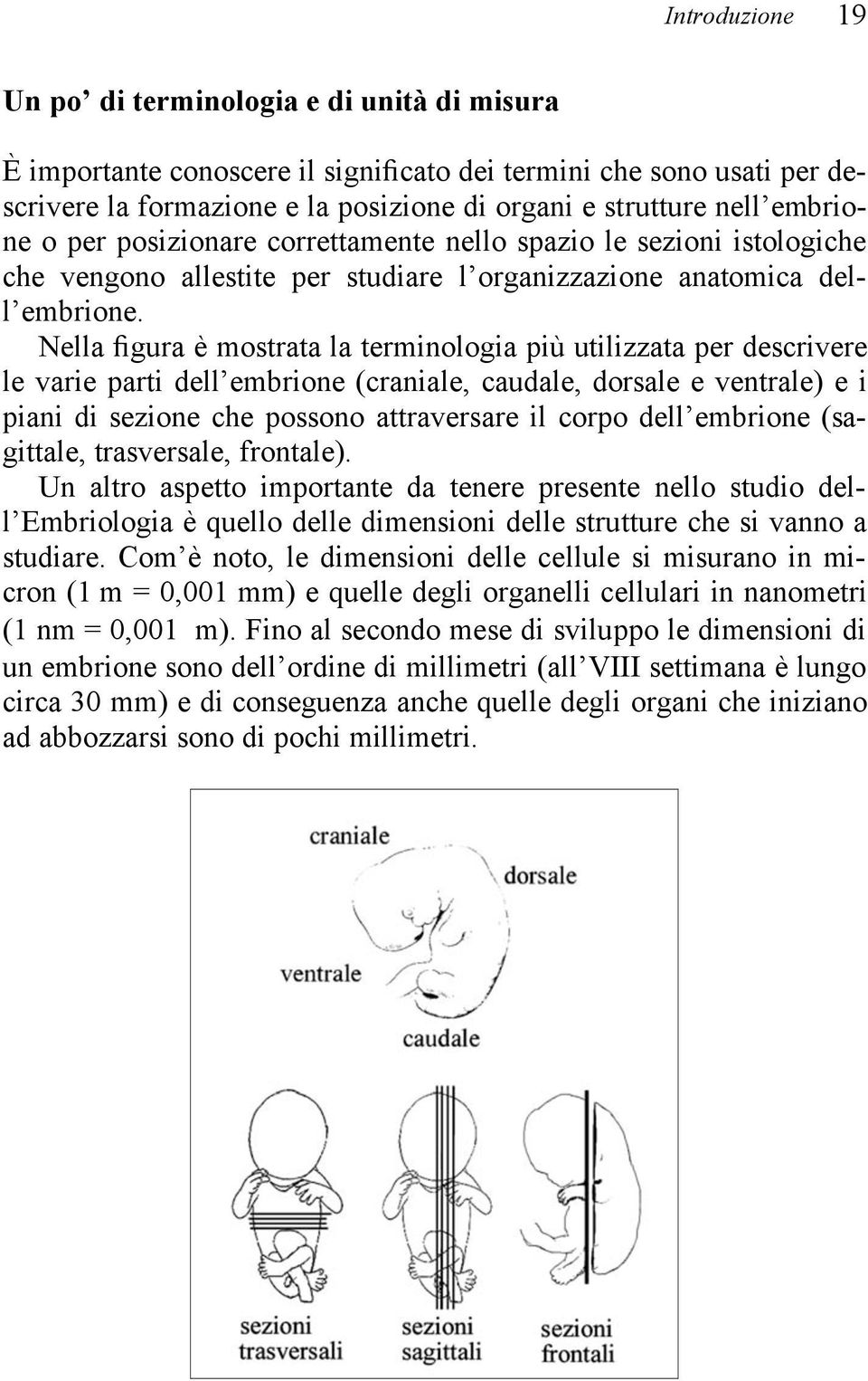 Nella figura è mostrata la terminologia più utilizzata per descrivere le varie parti dell embrione (craniale, caudale, dorsale e ventrale) e i piani di sezione che possono attraversare il corpo dell