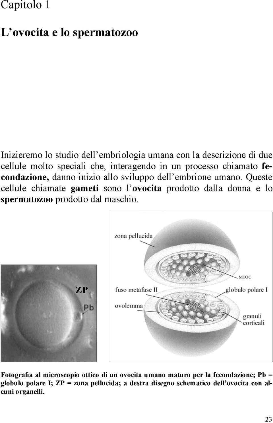 Queste cellule chiamate gameti sono l ovocita prodotto dalla donna e lo spermatozoo prodotto dal maschio.