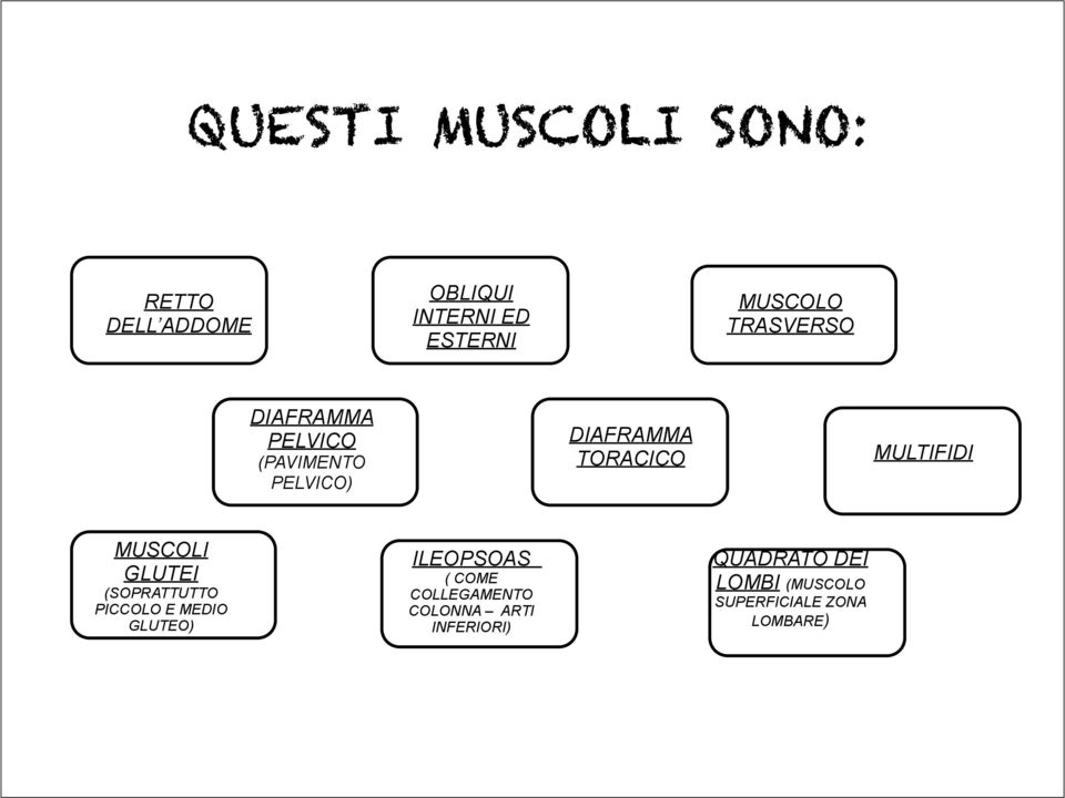 MUSCOLI GLUTEI (SOPRATTUTTO PICCOLO E MEDIO GLUTEO) ILEOPSOAS ( COME