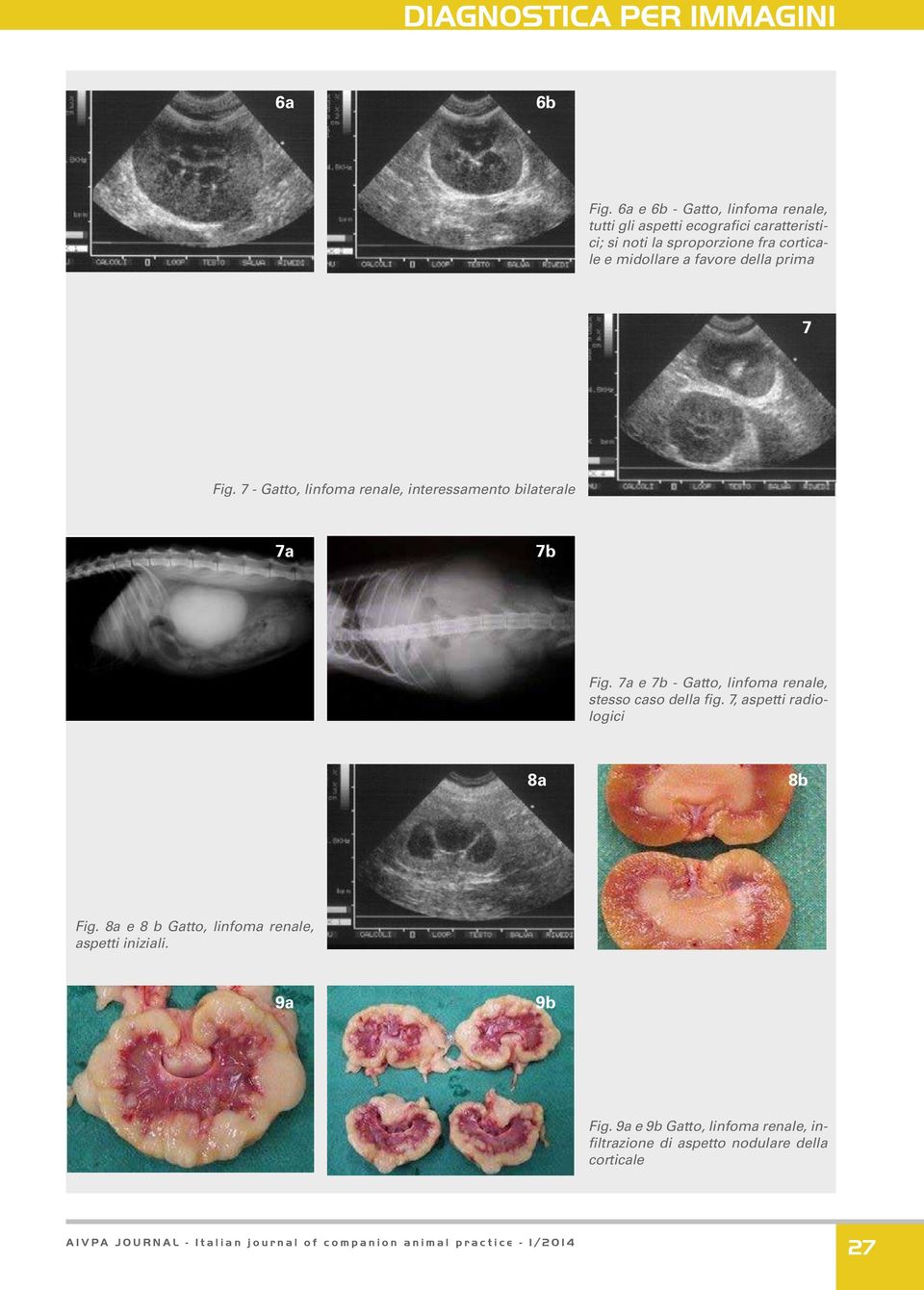 e midollare a favore della prima 7 Fig. 7 - Gatto, linfoma renale, interessamento bilaterale 7a 7b Fig.