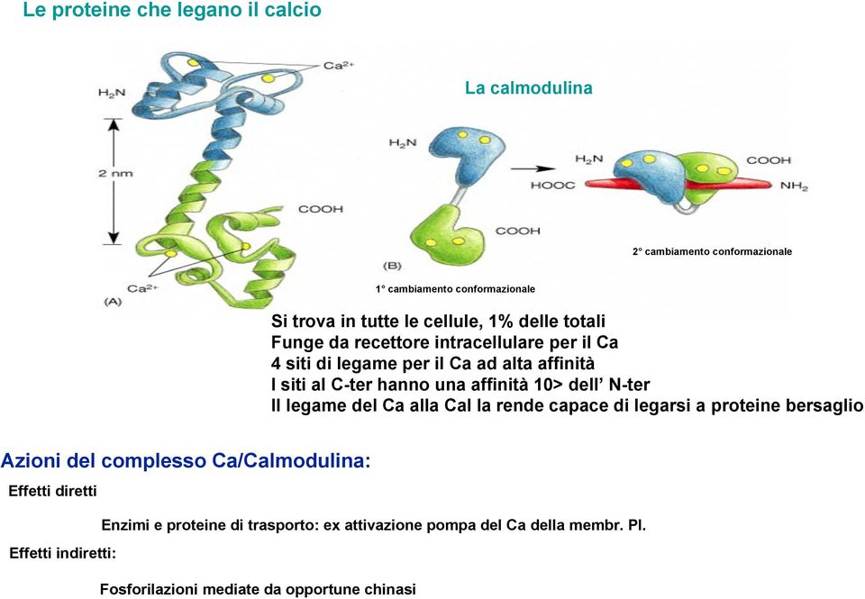 10> dell N-ter Il legame del Ca alla Cal la rende capace di legarsi a proteine bersaglio Azioni del complesso Ca/Calmodulina: Effetti